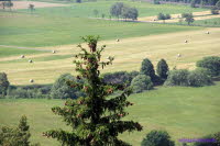 Brandenburg (19)