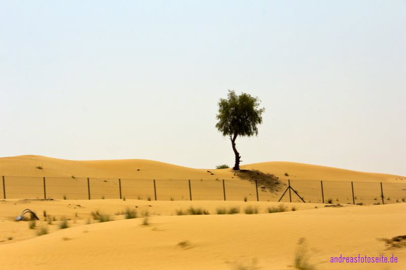 Dubai (276)