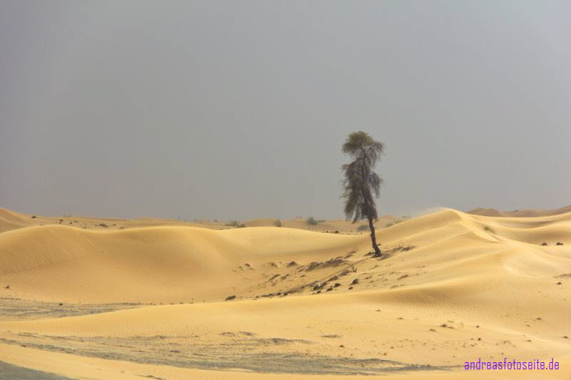 Dubai (404)