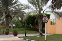 Dubai (521)