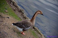 Gans