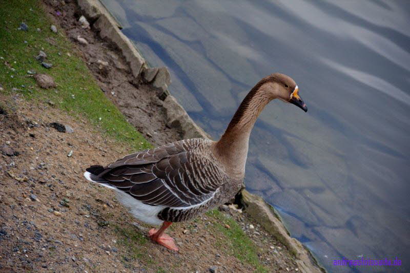 Gans