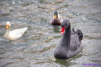 Trauerschwan