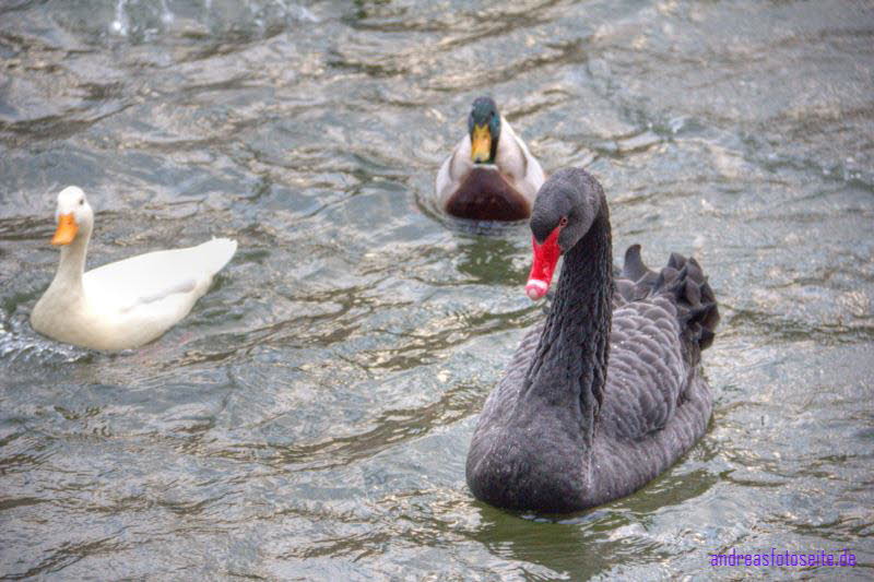 Trauerschwan