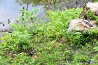 Entenfamilie