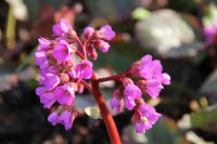 Frhling