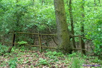Gelnderbaum