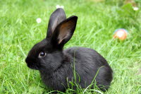 Osterhase