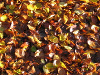 Herbst
