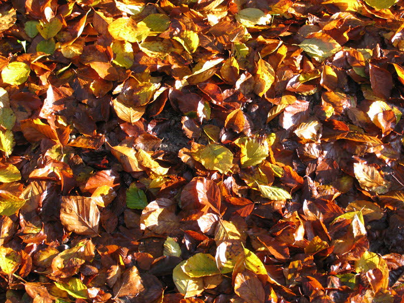 Herbst