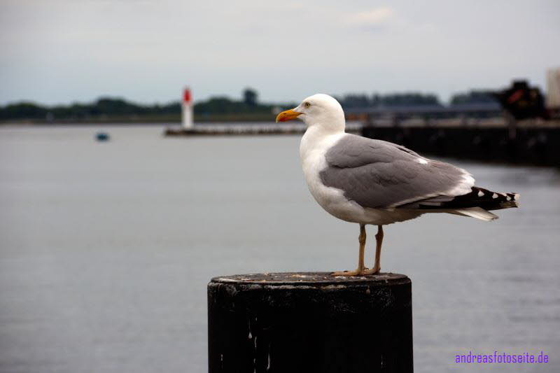 Hiddensee (159)