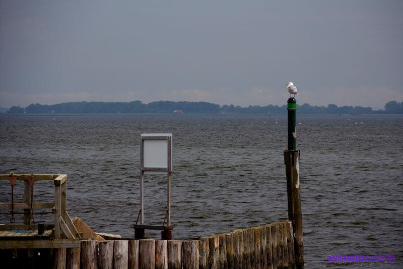 Hiddensee (184)