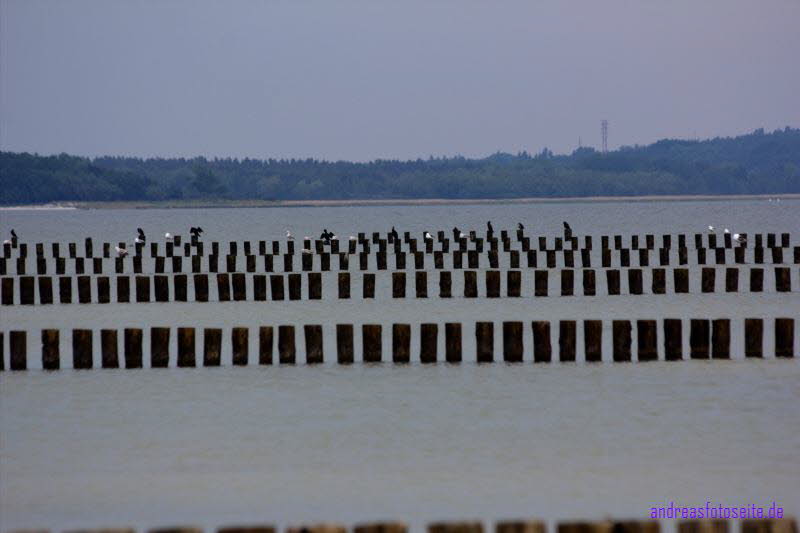 Hiddensee (233)