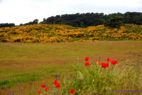 Hiddensee (274)
