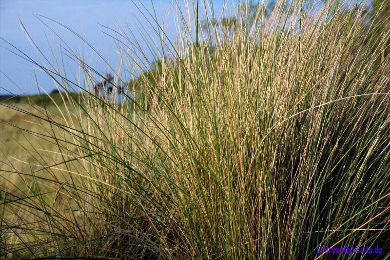 Hiddensee (377)