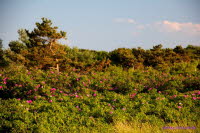 Hiddensee (385)