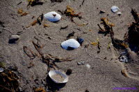 Hiddensee (416)