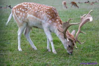 Hirsch