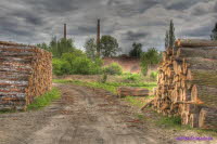 Holz1