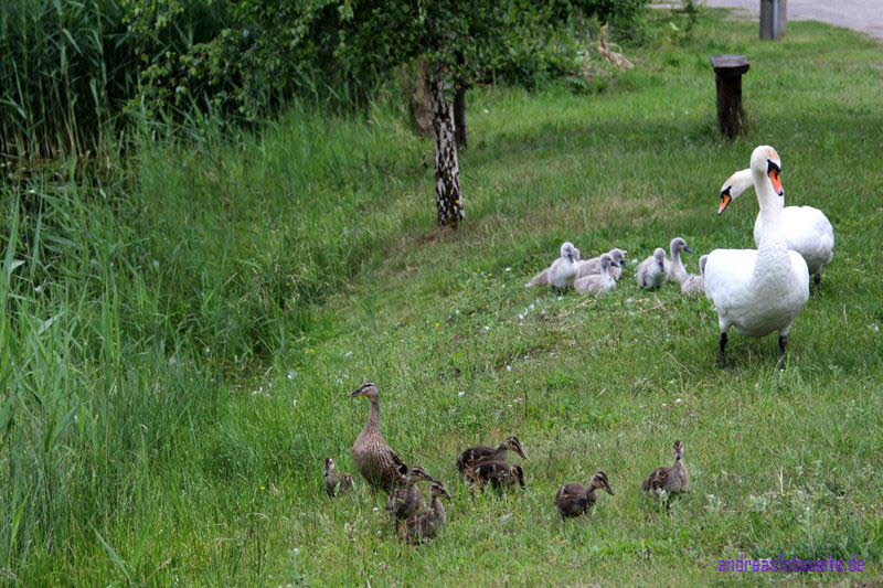 Ausgang Enten&Schwne