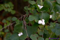 Knallerbsen (1)