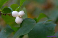 Knallerbsen (2)