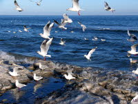Mwen Ostsee