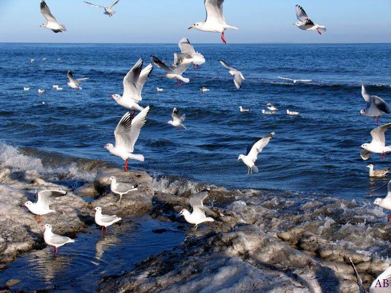 Mwen Ostsee