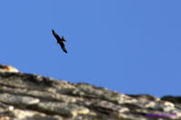 Burgfalke