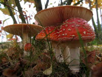 Fliegenpilze