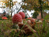 Fliegenpilze