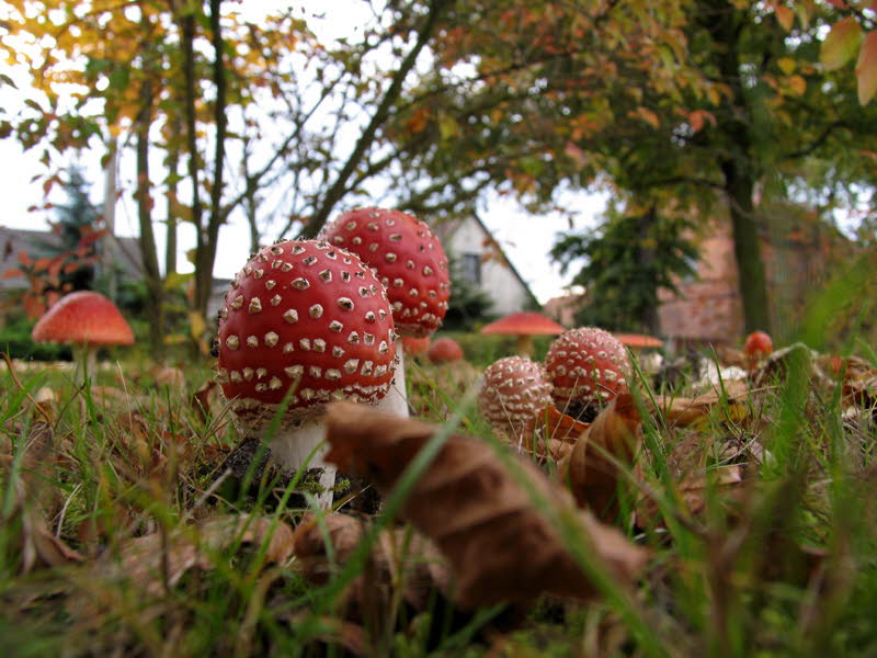 Fliegenpilze