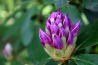Rhododendron