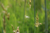 Samen