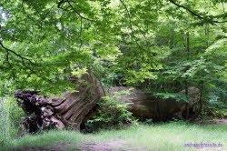 Schlo Herzberg (8)