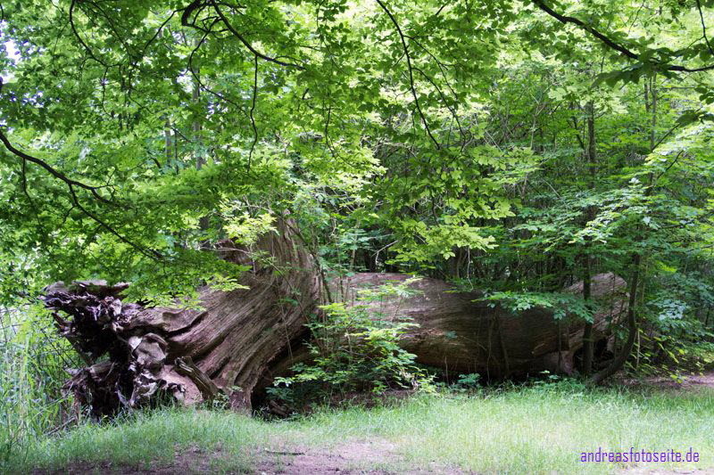 Schlo Herzberg (8)