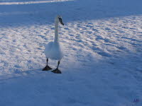 Schwan Ostsee