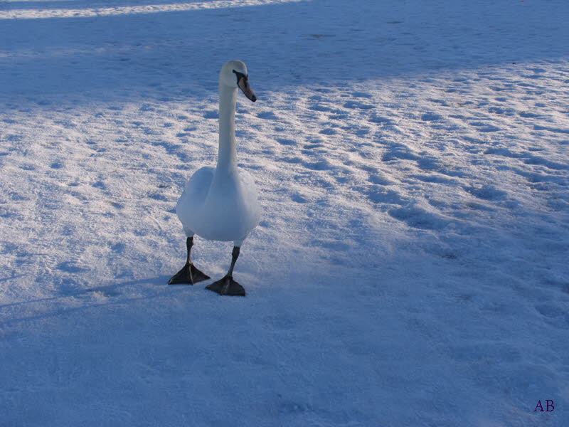 Schwan Ostsee