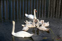Schwanfamilie