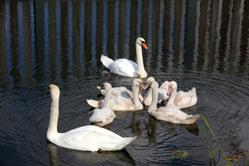 Schwanfamilie