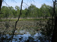 Seerosenteich