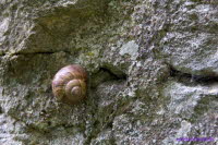 Tenneberg 19