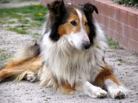 Trixy