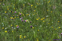 Westerwald