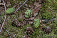 Westerwald