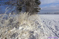 Staupitzer Winter