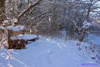 Staupitzer Winter
