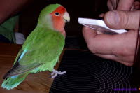 Minipapagei