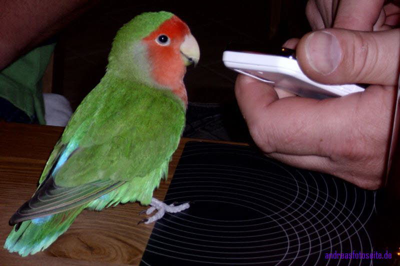 Minipapagei